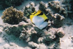 Butterfly Fish photographed on the house reef at Velassur... by Gary Arnold 
